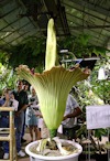 423929003 UC Davis Corpse Flower, Tabatha the Titan